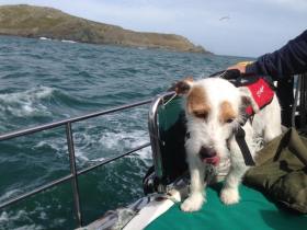 11844264_10153031241765823_1444111823_n